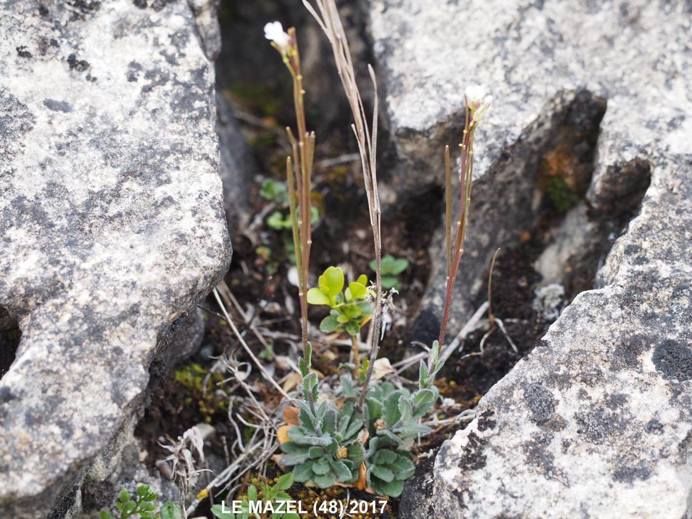 Rock-cress, [Hilly] plant